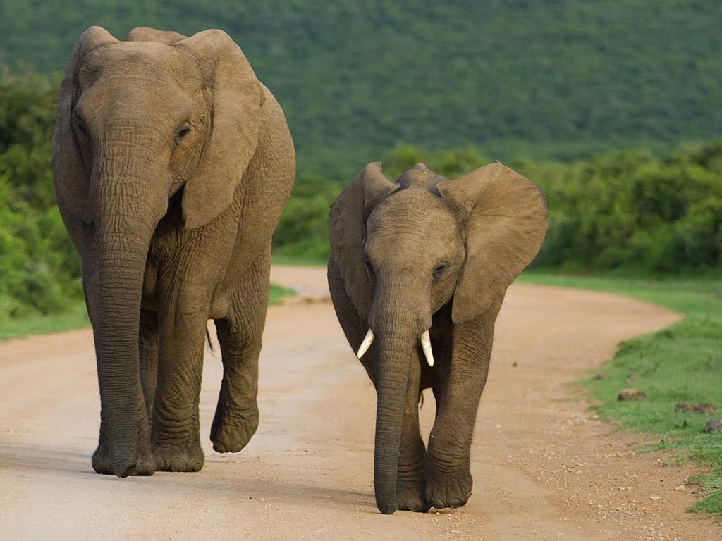 Elephant Interaction