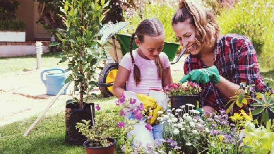 PICK PLANTS THAT THRIVE IN UAE