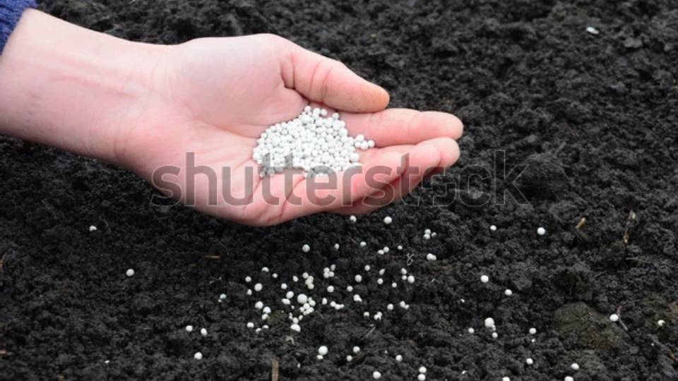 ENSURE THE SOIL IS WELL NOURISHED
